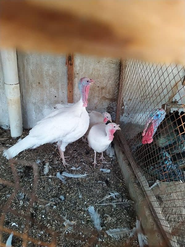 1year above breeding trio of turkey 2