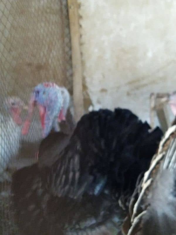 1year above breeding trio of turkey 3