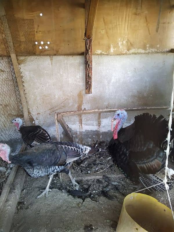 1year above breeding trio of turkey 4