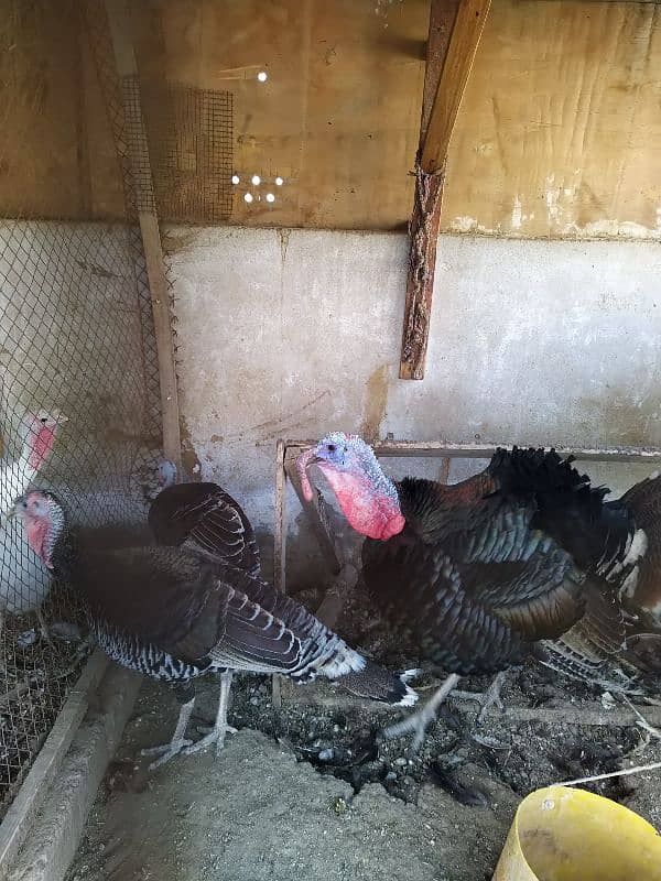 1year above breeding trio of turkey 5