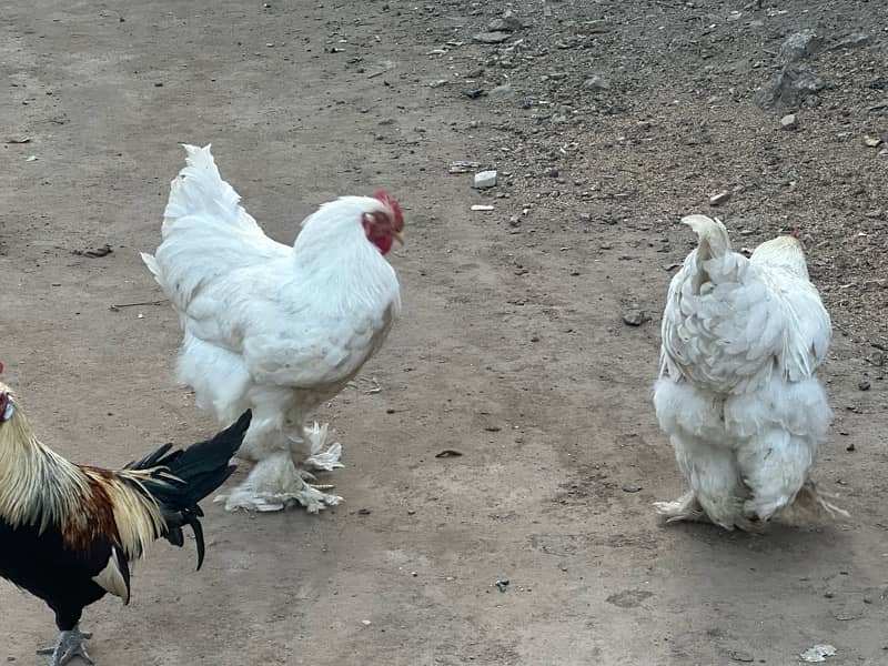 white heavy buff ,black rail Japanese,onagadori breader male 8 months 1