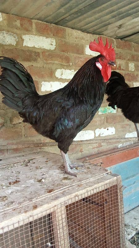 2 murgy Australorp age 9 month 0