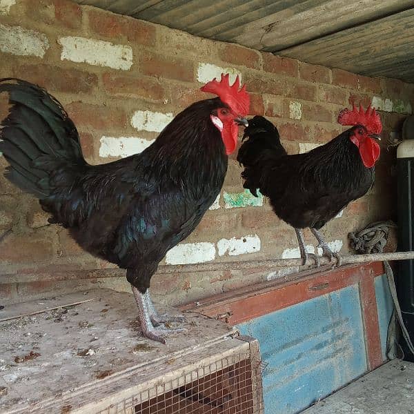 2 murgy Australorp age 9 month 1