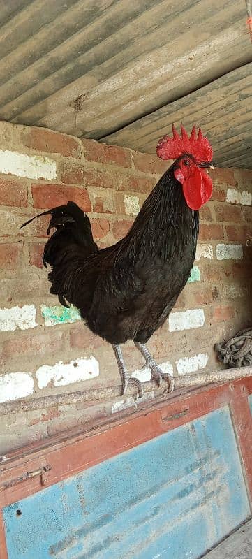 2 murgy Australorp age 9 month 2