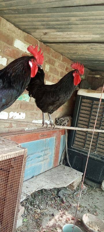 2 murgy Australorp age 9 month 3