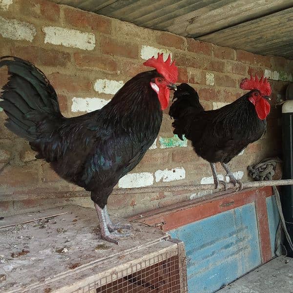 2 murgy Australorp age 9 month 4