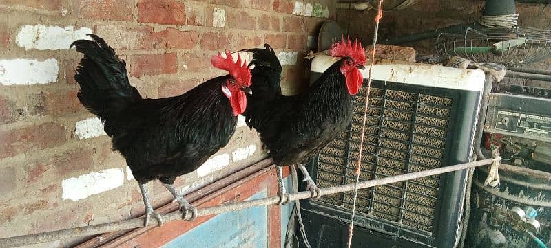 2 murgy Australorp age 9 month 6