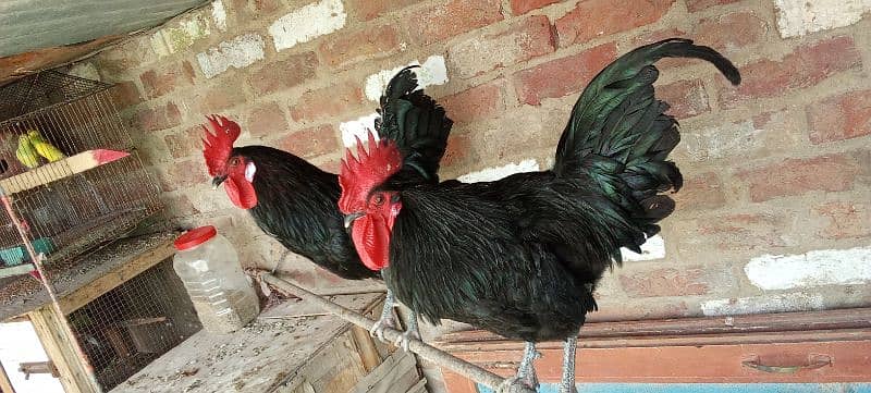 2 murgy Australorp age 9 month 8