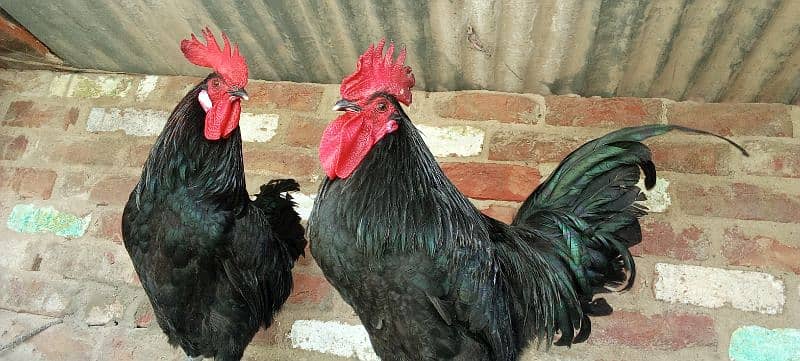 2 murgy Australorp age 9 month 9