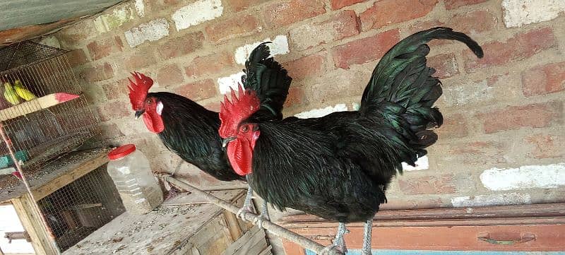 2 murgy Australorp age 9 month 10