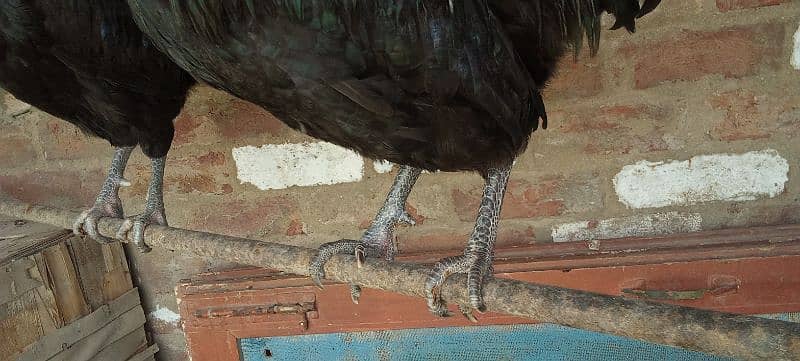 2 murgy Australorp age 9 month 11