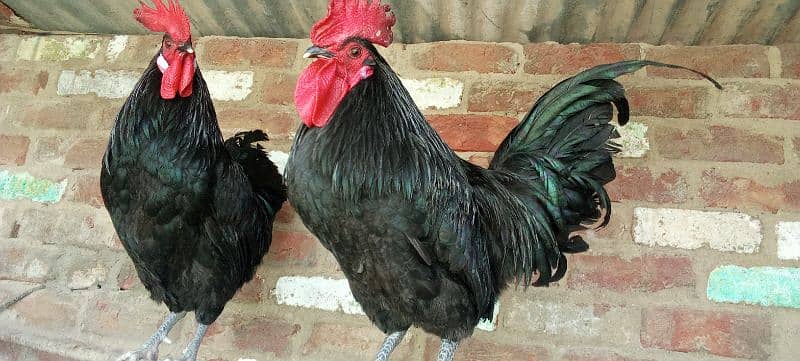 2 murgy Australorp age 9 month 12