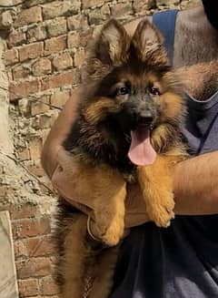 German Shepherd puppies