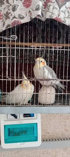 cockatiel birds pair hain.