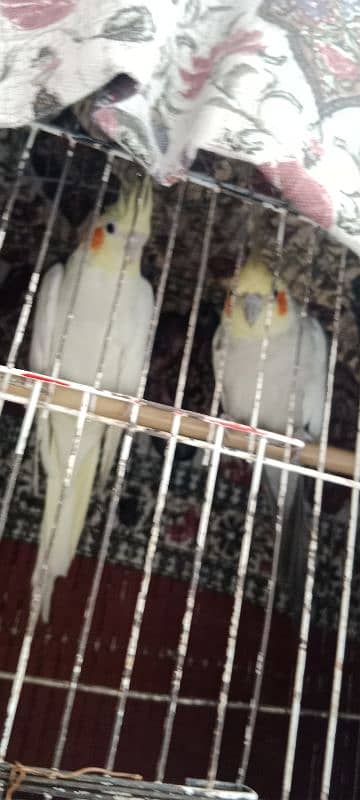 cockatiel birds pair hain. 1