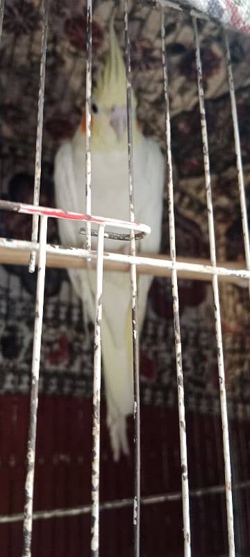 cockatiel birds pair hain. 2