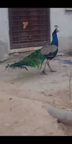 blue shoulder peacock male