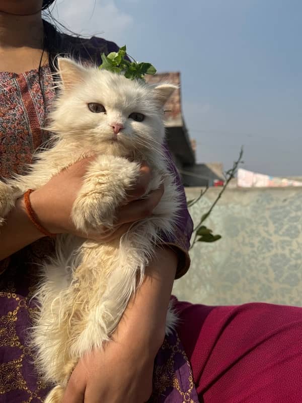 persian cat with triple coded male and female 9