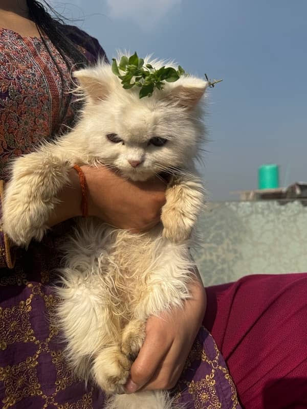 persian cat with triple coded male and female 10