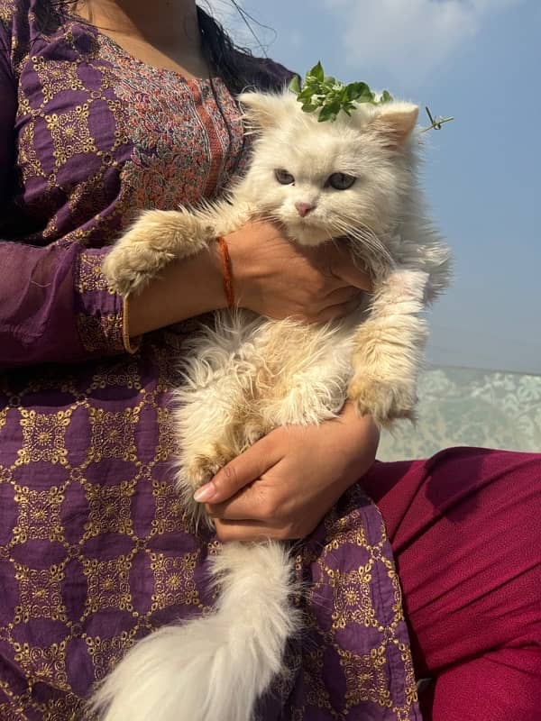 persian cat with triple coded male and female 12