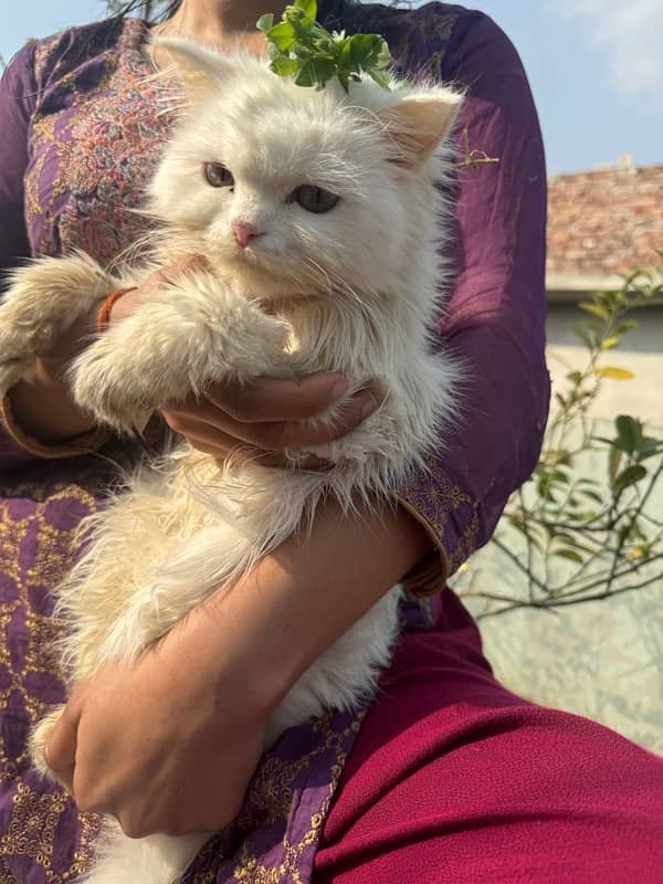 persian cat with triple coded male and female 13