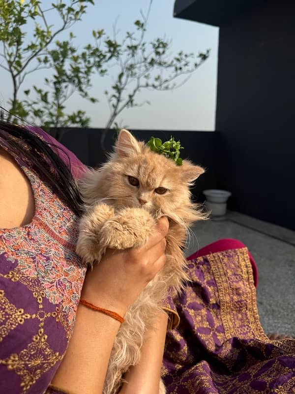 persian cat with triple coded male and female 14