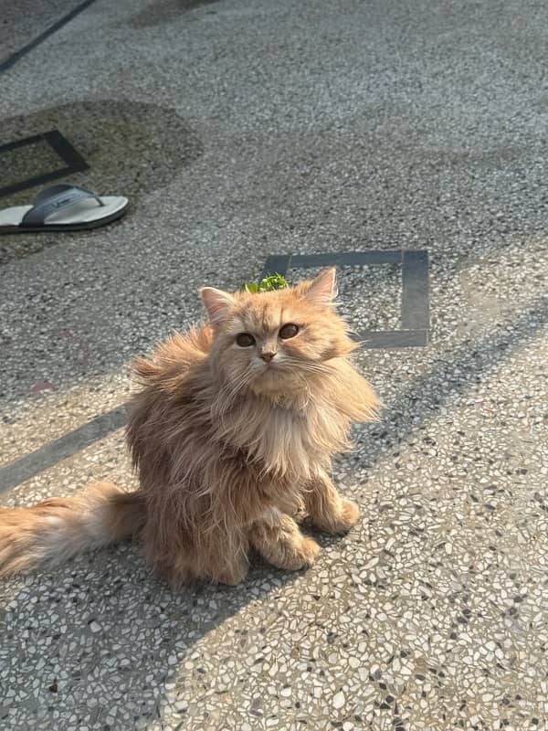 persian cat with triple coded male and female 15