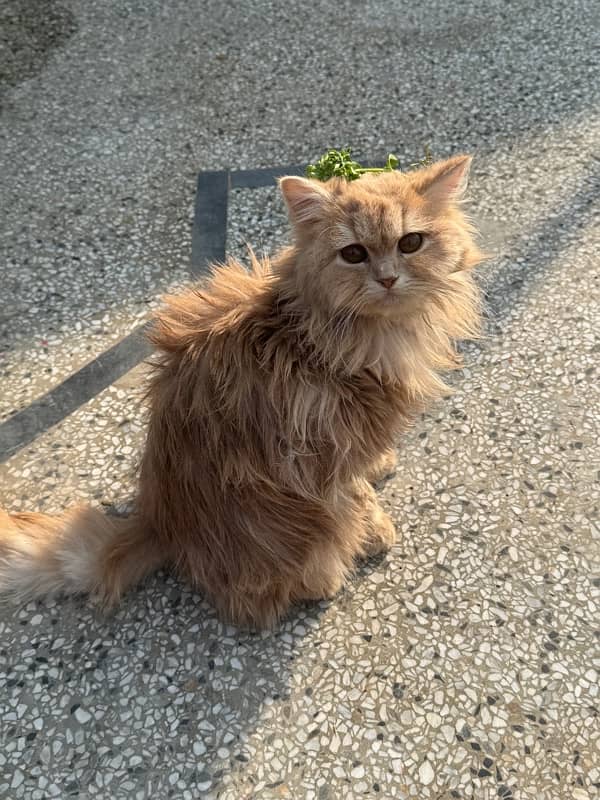 persian cat with triple coded male and female 16