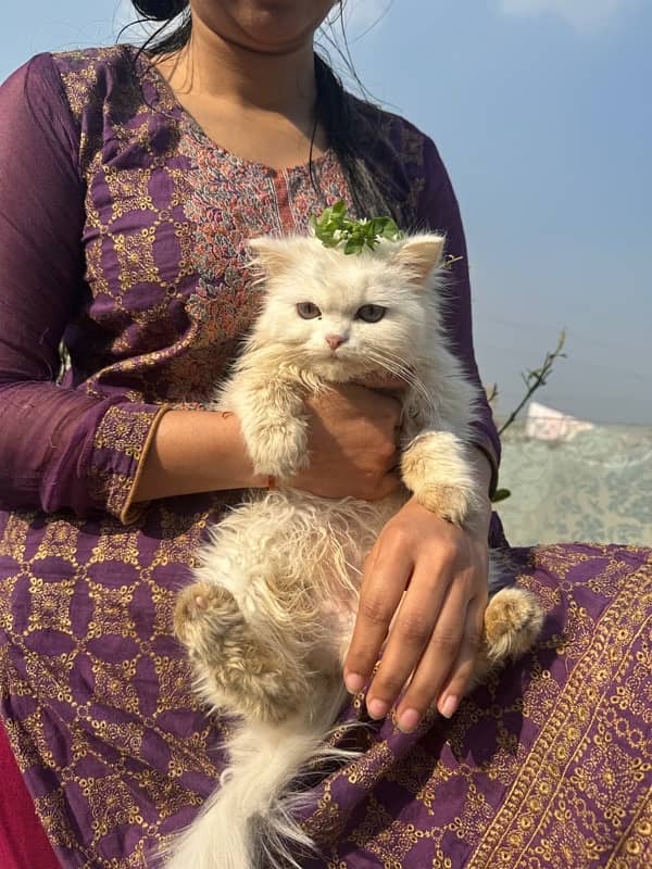 persian cat with triple coded male and female 17