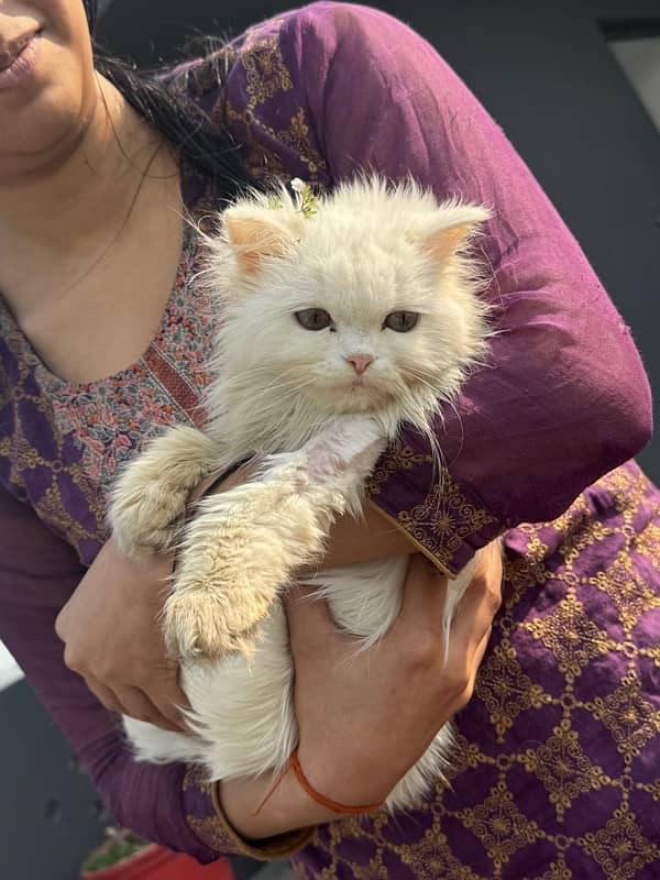 persian cat with triple coded male and female 18