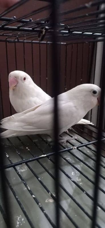 Albino/Ino Into Albino Redeyes Breeder Pair 2