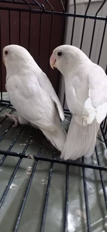 Albino/Ino Into Albino Redeyes Breeder Pair 4