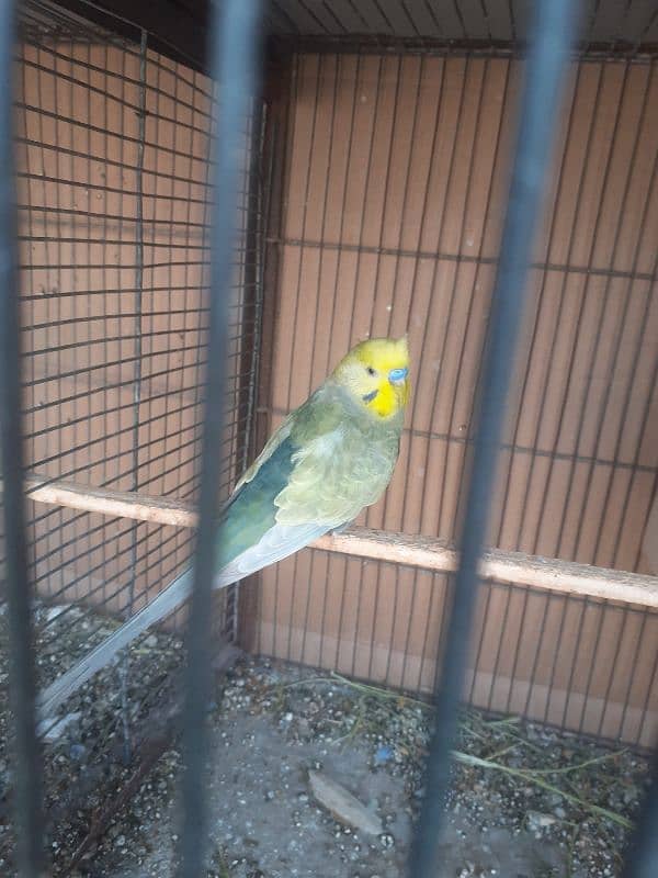 Rainbow budgies Pair,Albino,fishry,parsnata,lovebird 1