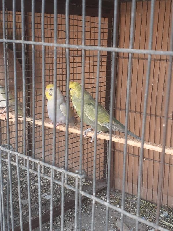 Rainbow budgies Pair,Albino,fishry,parsnata,lovebird 4