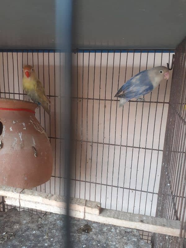 Rainbow budgies Pair,Albino,fishry,parsnata,lovebird 3