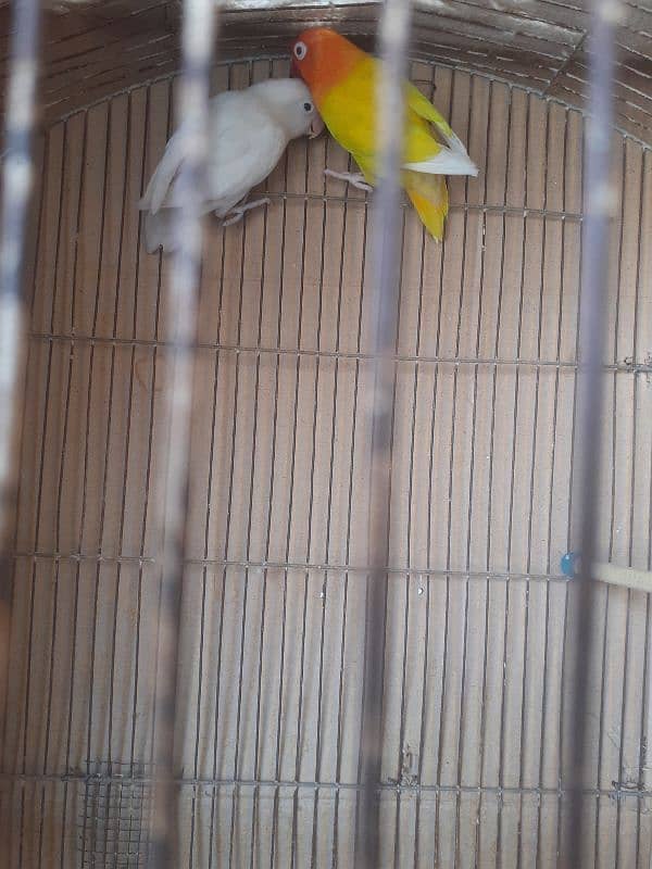 Rainbow budgies Pair,Albino,fishry,parsnata,lovebird 5