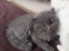 Persian semi punch Bhalo fur kitten