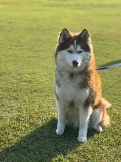 Husky puppies