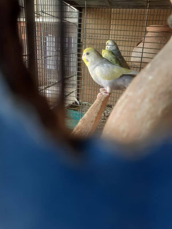 Rainbow budgies Pair,Albino,fishry,parsnata,lovebird 6