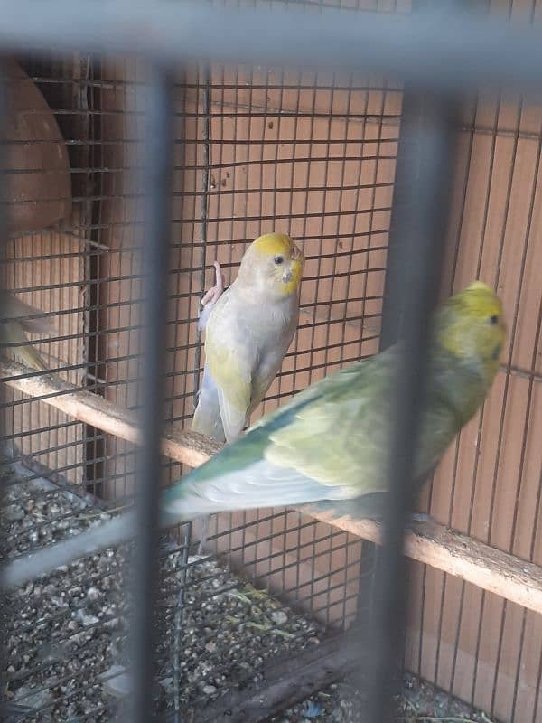 Rainbow budgies Pair,Albino,fishry,parsnata,lovebird 7