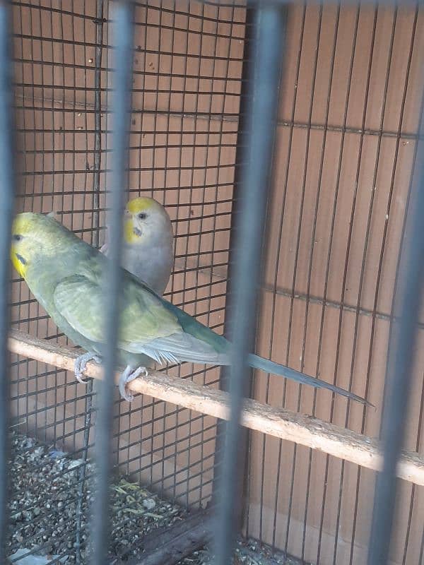 Rainbow budgies Pair,Albino,fishry,parsnata,lovebird 8