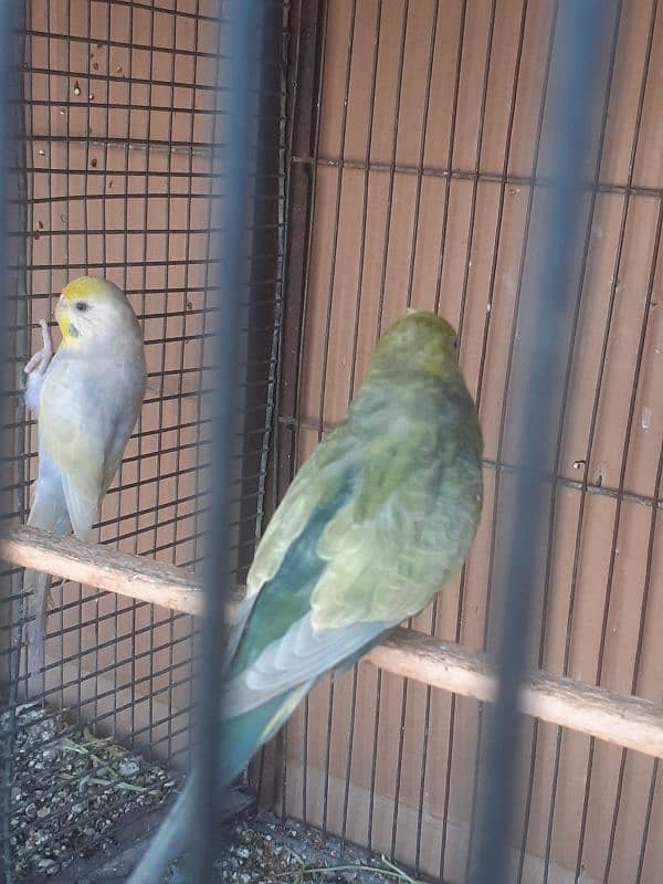 Rainbow budgies Pair,Albino,fishry,parsnata,lovebird 9