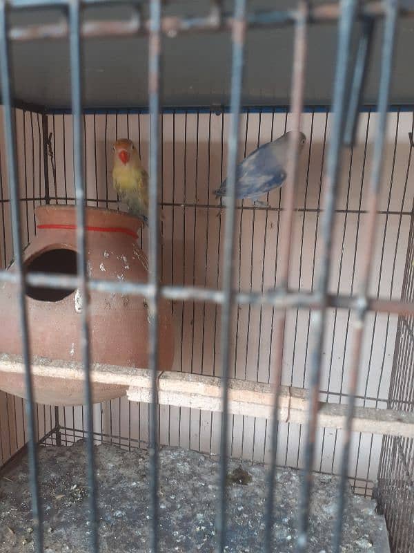 Rainbow budgies Pair,Albino,fishry,parsnata,lovebird 10