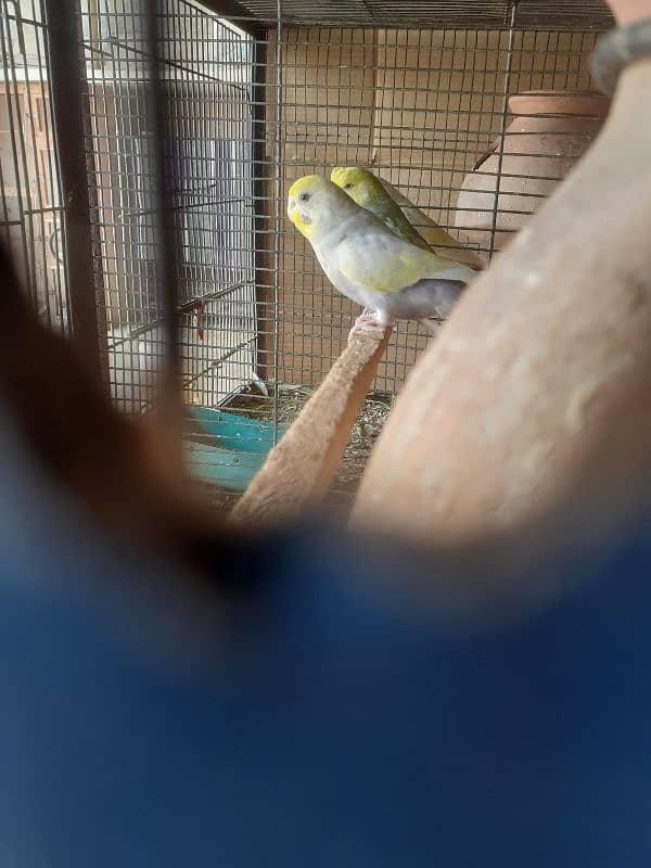 Rainbow budgies Pair,Albino,fishry,parsnata,lovebird 11