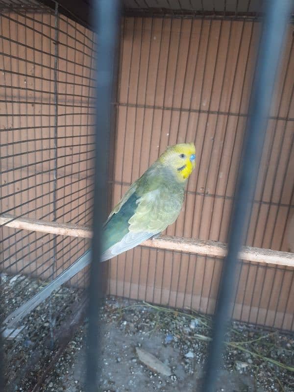 Rainbow budgies Pair,Albino,fishry,parsnata,lovebird 12