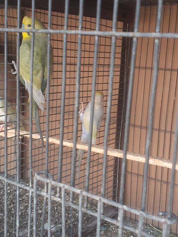 Rainbow budgies Pair,Albino,fishry,parsnata,lovebird 14