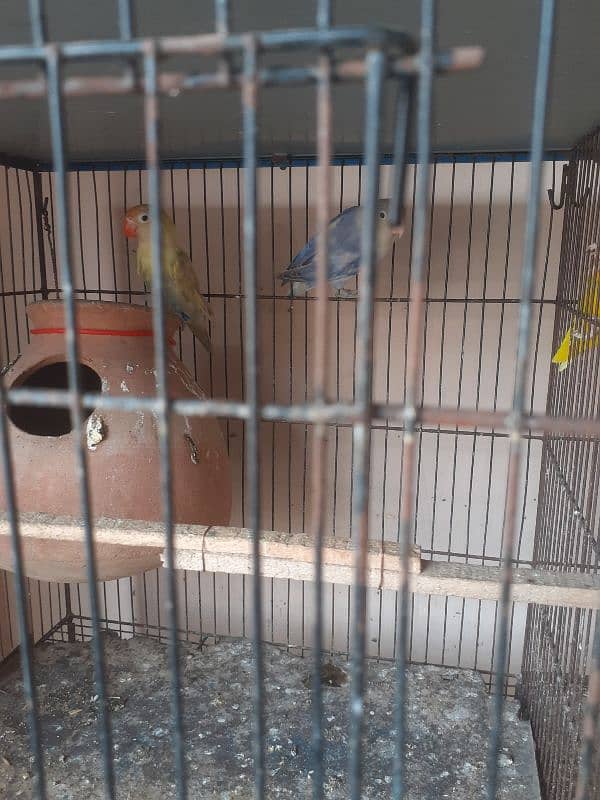 Rainbow budgies Pair,Albino,fishry,parsnata,lovebird 16