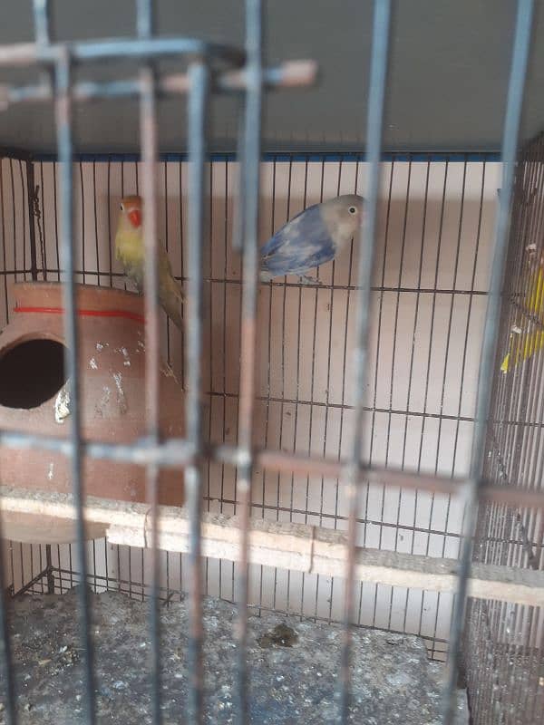 Rainbow budgies Pair,Albino,fishry,parsnata,lovebird 18