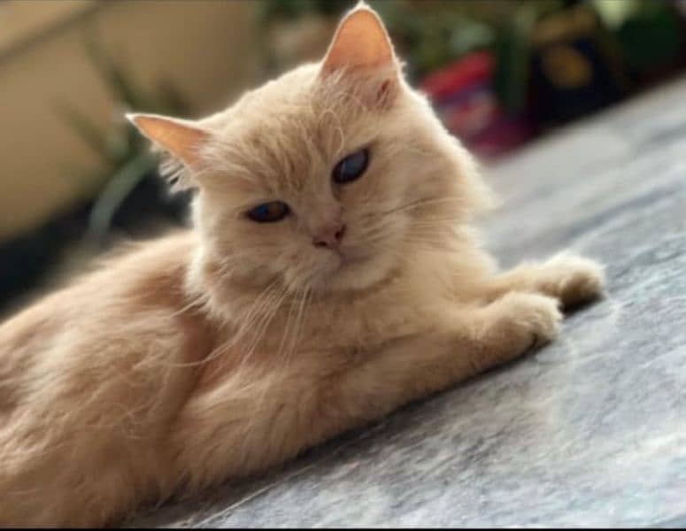 Persian cat for sale 2