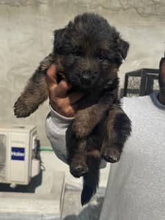 gsdcp pedigree longhair puppies imported parents